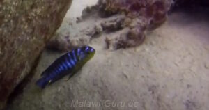 Tropheops sp. 'membe' Mbamba-Islands